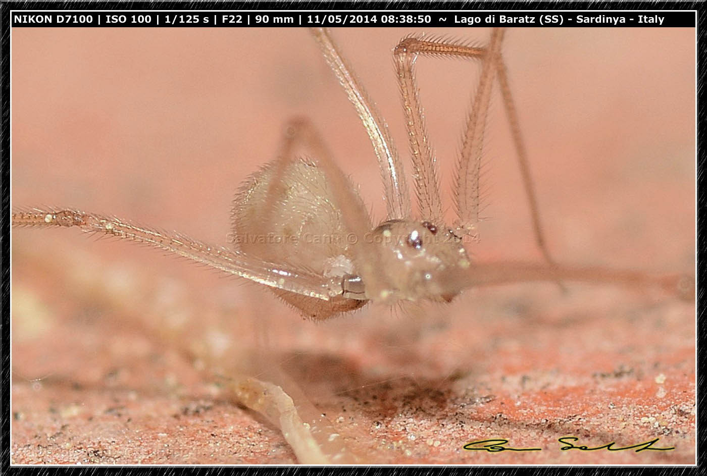 Spermophora senoculata - Baratz (SS)